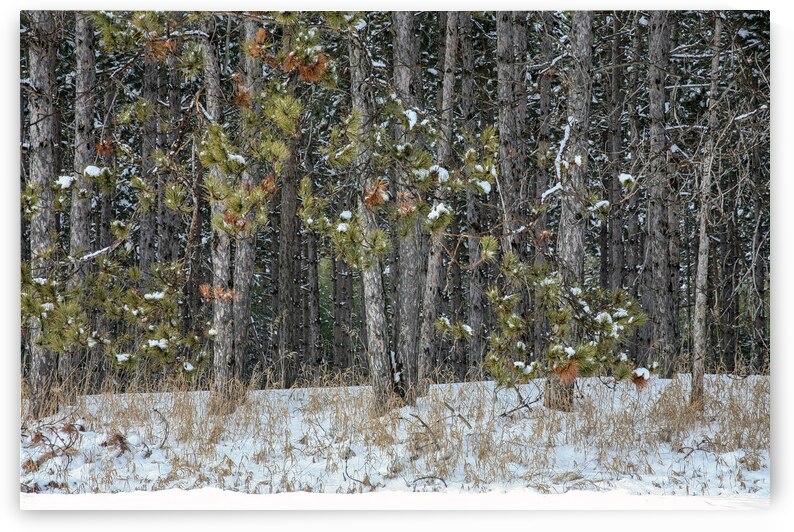 bottoms up by Thea Menagh