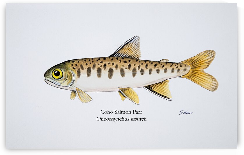 Coho Parr Painting by Stephen Emms