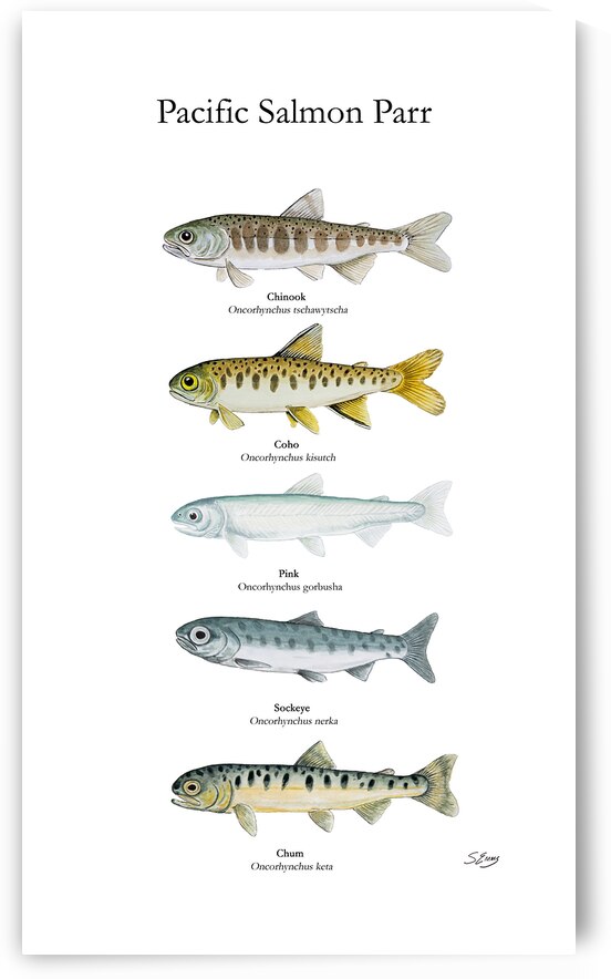 Pacific Salmon Parr Painting by Stephen Emms