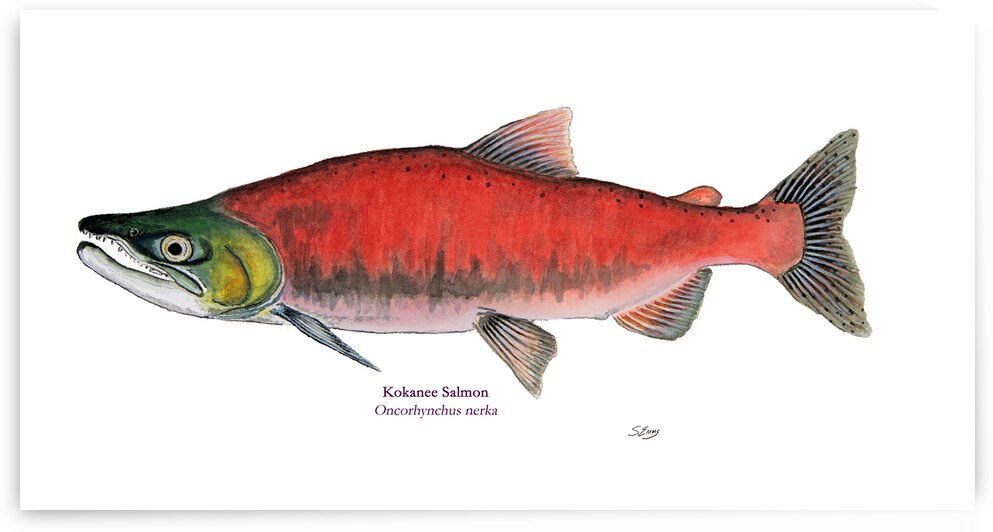 Kokanee Salmon Painting by Stephen Emms