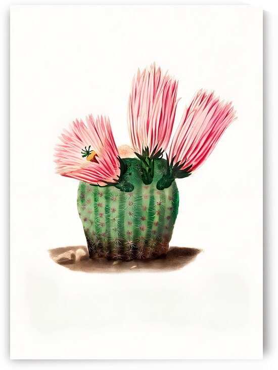 Rainbow Cactus by Balaram Giri