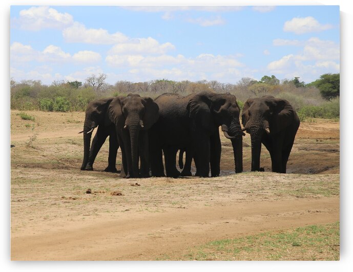 Elephants by Locspics