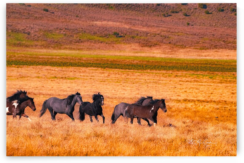 BZ9 0139 by Susan Lynn Cooke