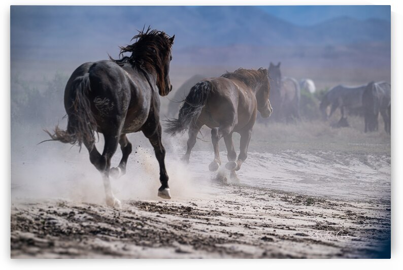 BZ9 0149 Enhanced NR by Susan Lynn Cooke