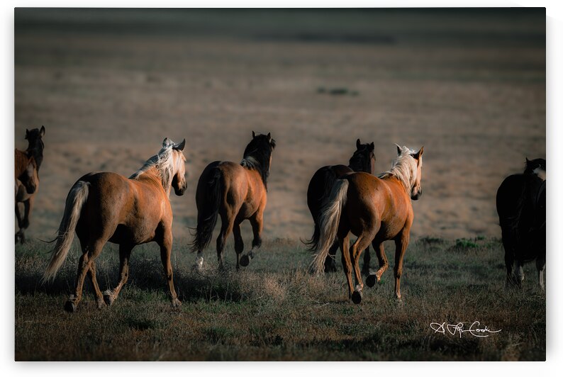 BZ9 9909 Enhanced NR by Susan Lynn Cooke