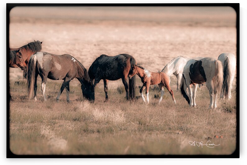 BZ9 9416 Enhanced NR by Susan Lynn Cooke