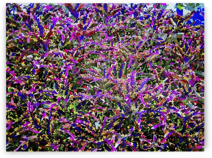 Vibrant watercolor illustration of a Calico plant in a garden setting by Gestalt Imagery