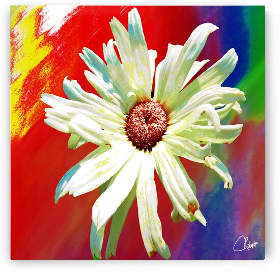 Abstract Vibrant Daisy Flower on an Abstract Background by Catriona Roberts Nature Photography and Designs