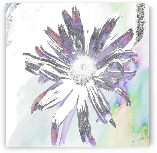 Abstract Monochrome Daisy Flower on an Abstract Background by Catriona Roberts Nature Photography and Designs