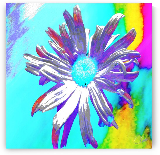 Abstract Daisy Flower Multicoloured Background by Catriona Roberts Nature Photography and Designs