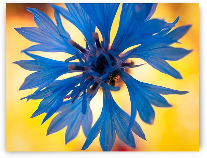 Blue Flower on Yellow Background by Jason Fink