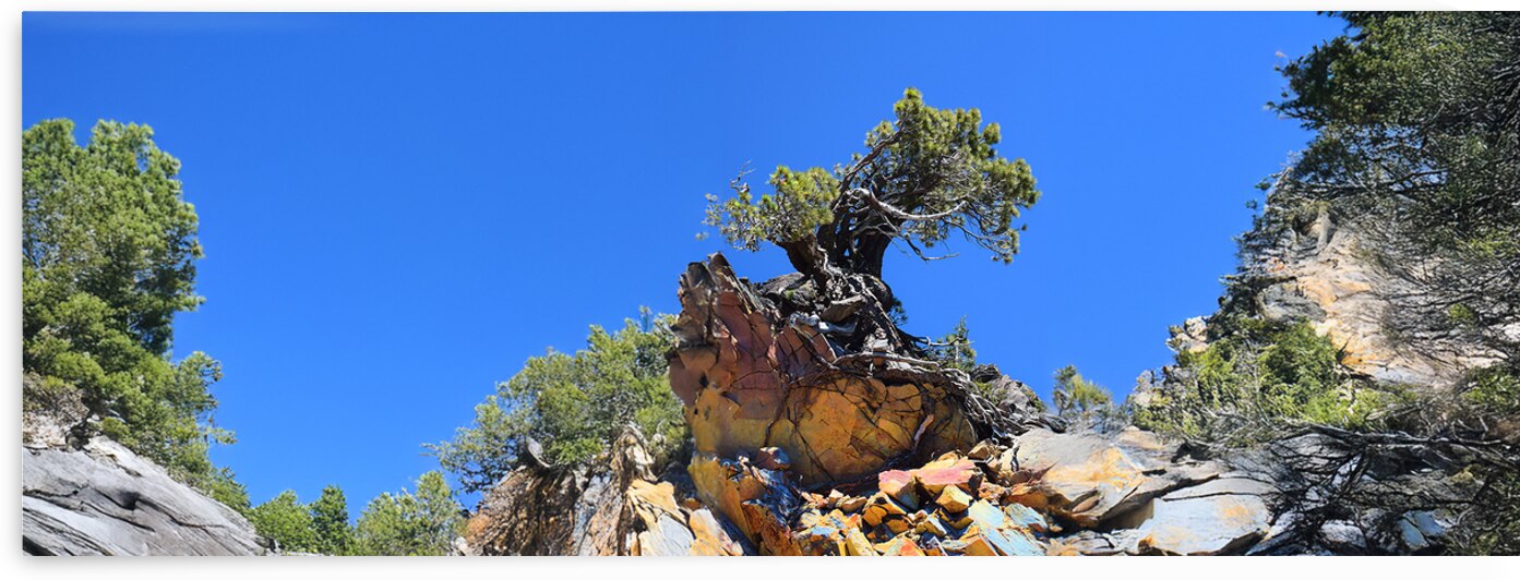 Ancient Pine Mount Lassen Volcano  by Frank Wilson