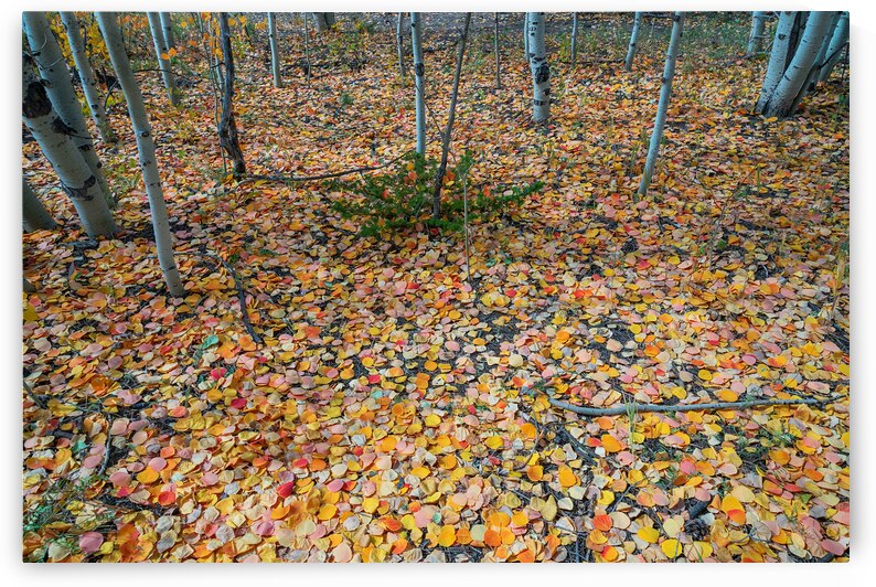 Art By Mother Nature by Bo Insogna