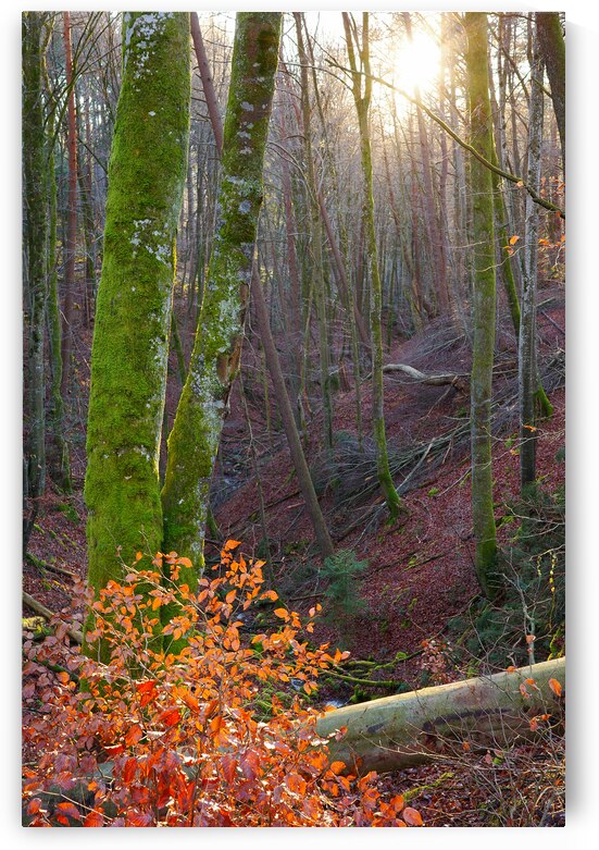 December Glow in Nature Park Schoenbuch Germany by Matthias Hauser