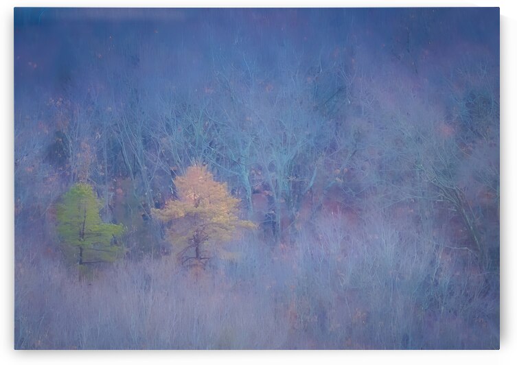 Dreamscape of Bare Branches in Winter by Jeff Folger