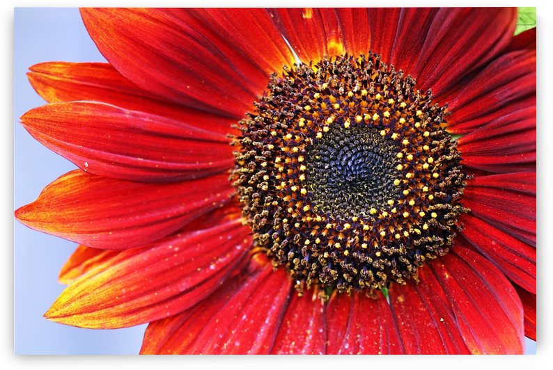 Ruby Red Sunflower by Deb Oppermann