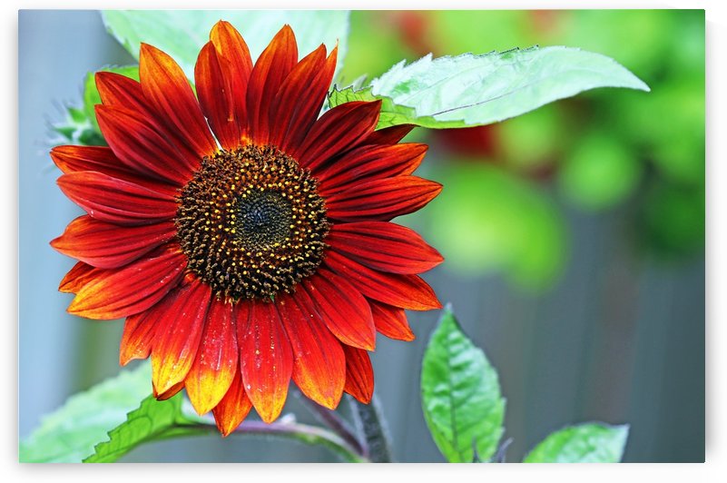 Autumn Beauty by Deb Oppermann