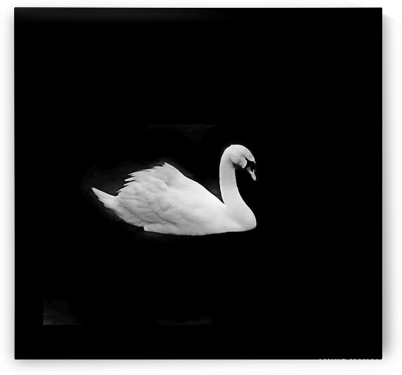 Lac des cygnes by Eddy Tales