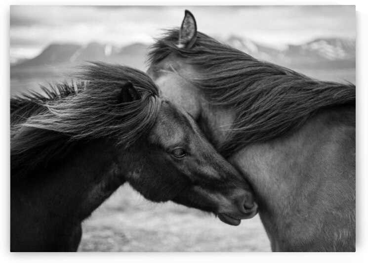 Wild Icelandic Horses by Dave Bowman