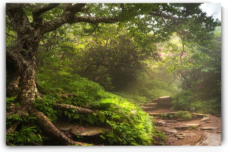 Trail of Dreams by Greg Sarver Photography