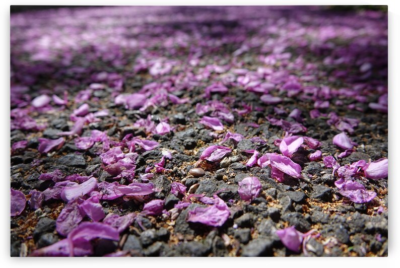 colorful end of life by Carinou Art