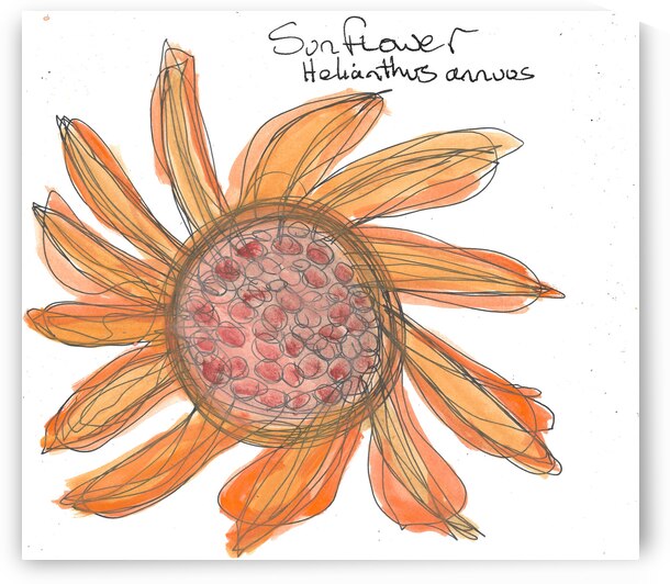 Sunflower by Robert Burton