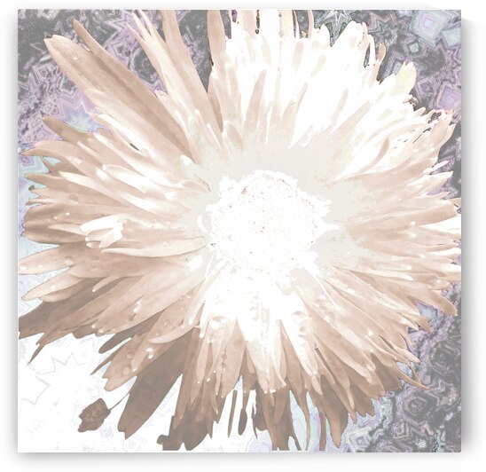 Abstract Daises Light by Catriona Roberts Nature Photography and Designs