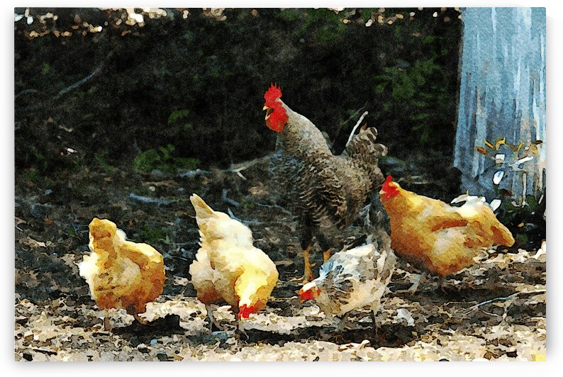 Watercolor illustration of chickens and rooster in a natural setting by Gestalt Imagery