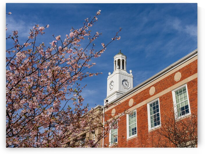 Cherry blossoms frame the facade of the Delaware City Hall in Oh by Steve Heap