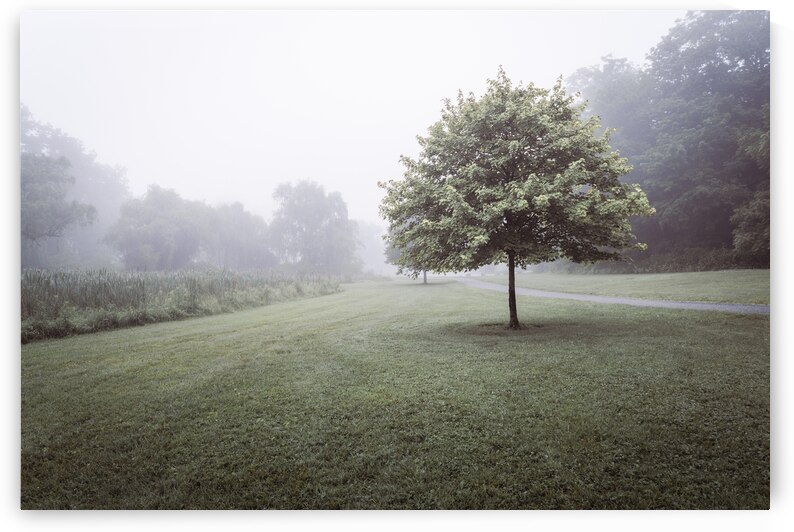 A Foggy Green and White Morning by Jason Fink