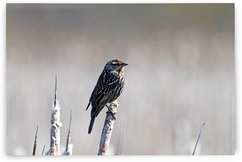 Female Red Winged Blackbird Posing by Deb Oppermann