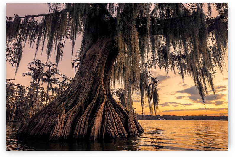 Mary in the Morning by Andy Crawford