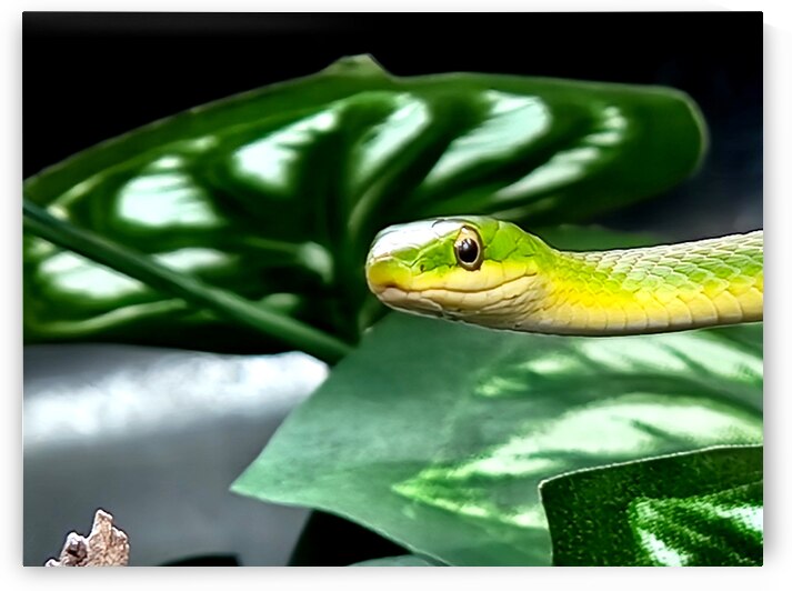 Green tree snake by Creative Endeavors - Steven Oscherwitz