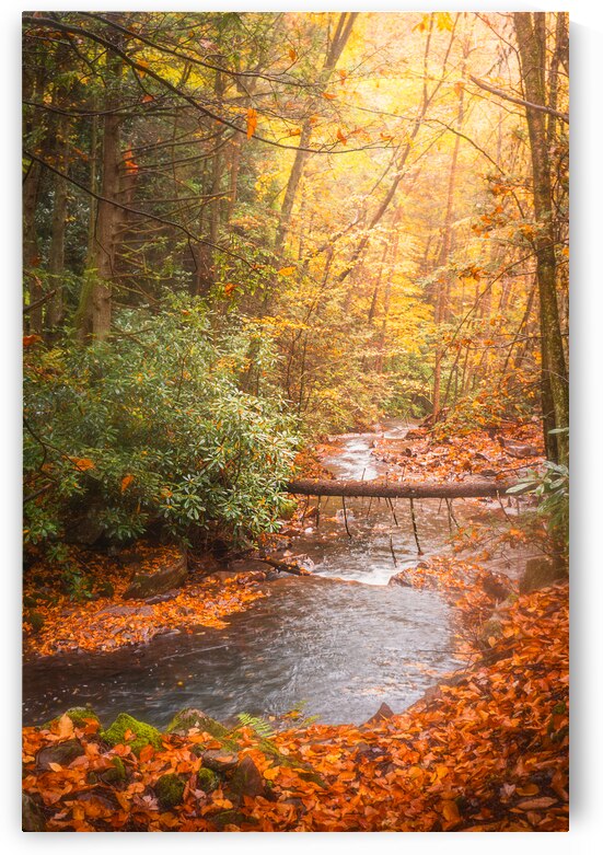 Autumn View Down Buck Mountain Creek by Jason Fink