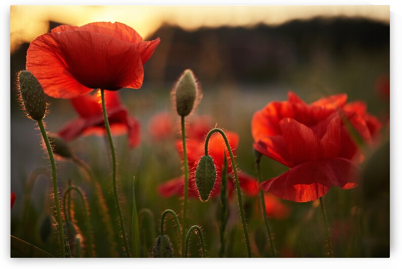 Poppies field with close up poppy on sunset light. Summer garden by Vetre