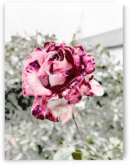 Abstract Rose Garden by Catriona Roberts Nature Photography and Designs