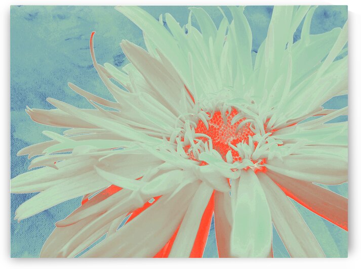 Abstract Vibrant Daisy Too by Catriona Roberts Nature Photography and Designs