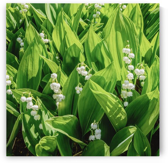 LILY OF THE VALLEY by Thea Menagh