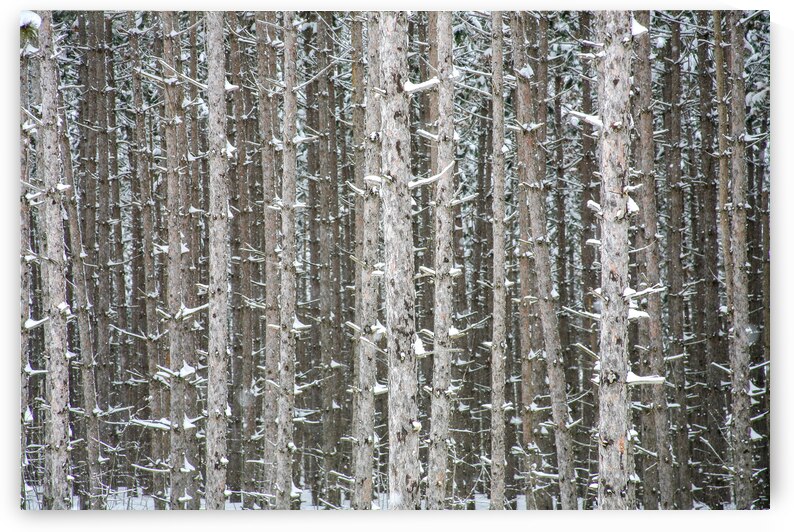 PRICKLY TOGETHERNESS by Thea Menagh