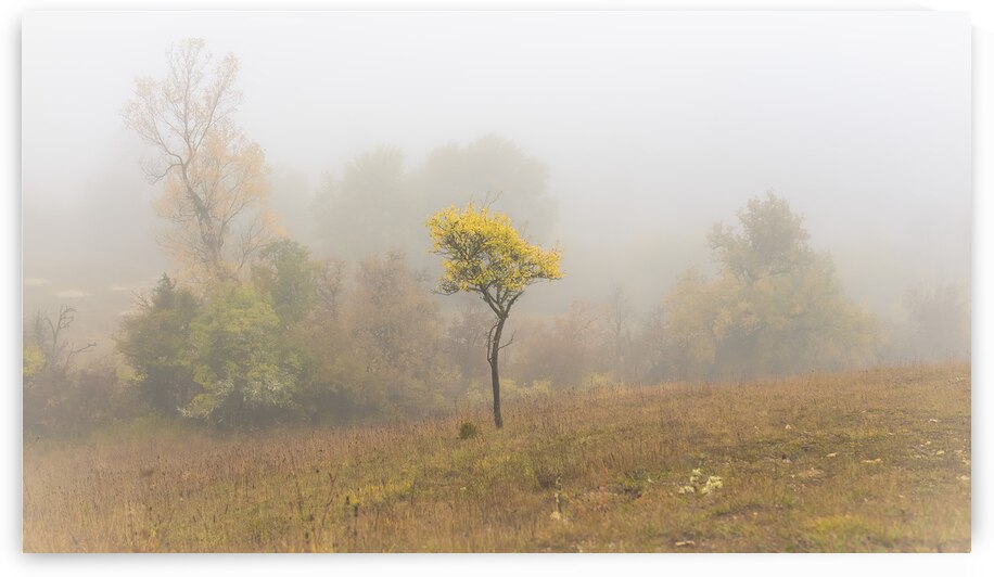 L arbre by Maxime b Images