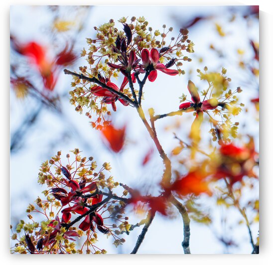 Nature’s Brushstrokes: The Art of Red Maple Blossoms by Heather Marie Clark
