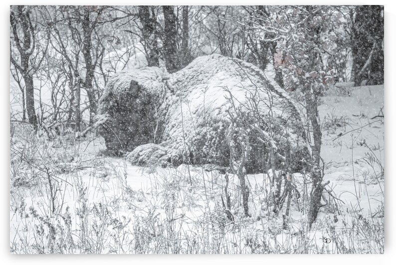 Cloaked In Snow by Susan Diann Photography