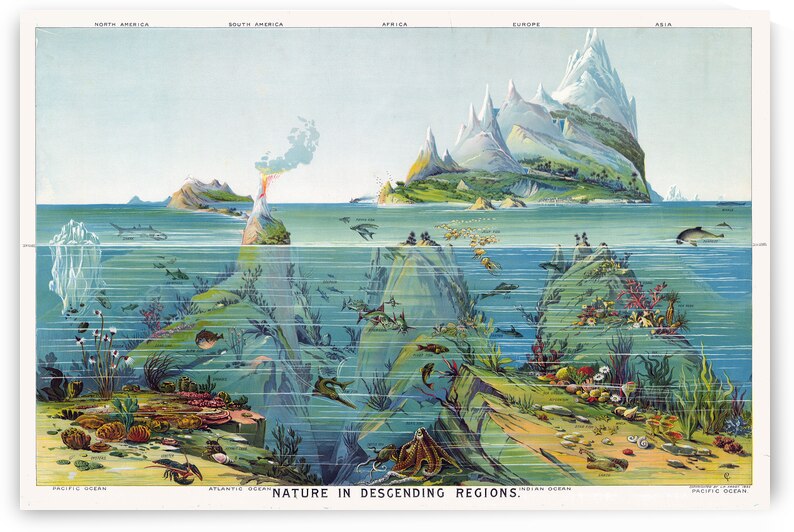 1893 Educational Chart of Marine Biology Illustrating Oceanic Life Forms Habitats and Biological Classifications for 19th Century Scientific Instruction by History In Your Home