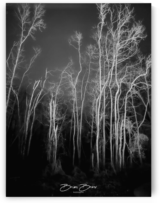 Watermark 1732747480708 by Brian C Bruns