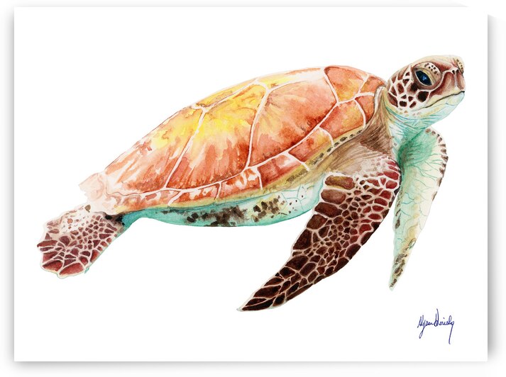 Hawksbill Sea Turtle Fine Art Print by Alyssa Goriesky