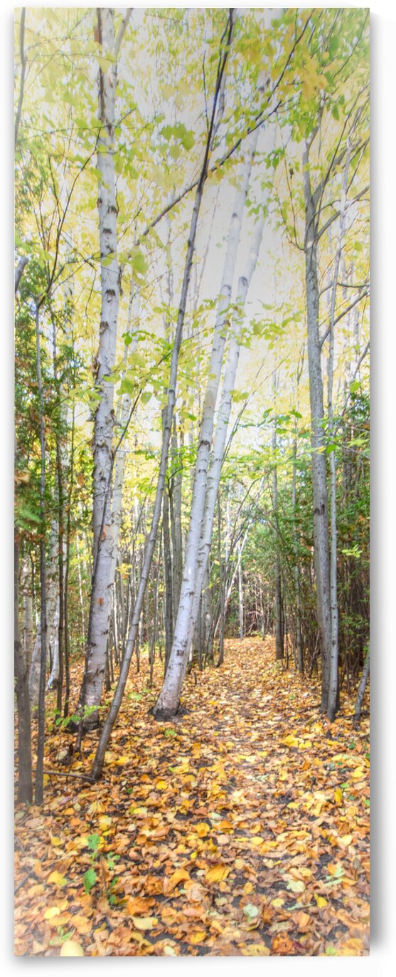33 Tall Birches by Eden Remme Watt