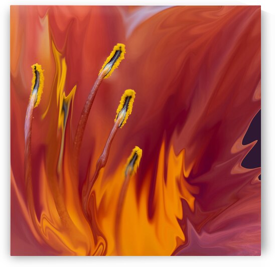 Lily on Fire by Eden Remme Watt