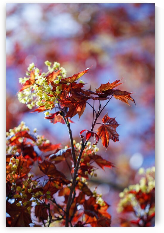 Nature’s Canvas: A Red Maple in Full Bloom by Heather Marie Clark