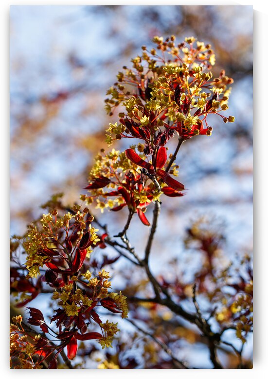 Yellow and Red Dreams: A Maples Whisper by Heather Marie Clark