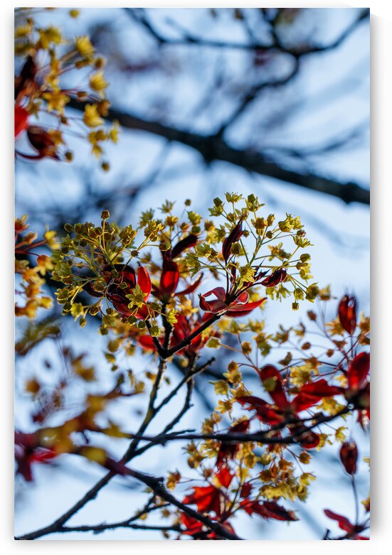 Blossoming Radiance: Red Maple in Full Bloom by Heather Marie Clark
